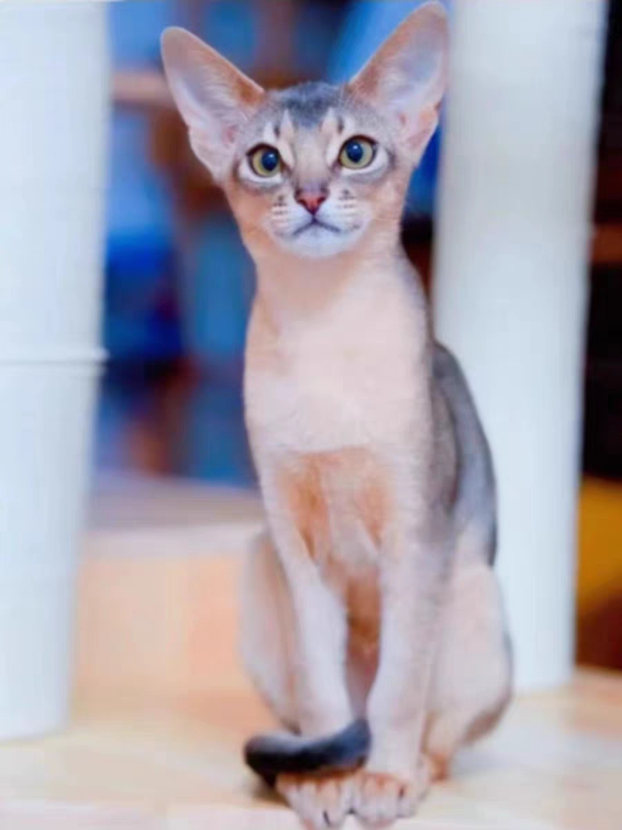猫舍直销,批发价出售,阿比西尼亚